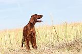 SETTER IRLANDAIS 039